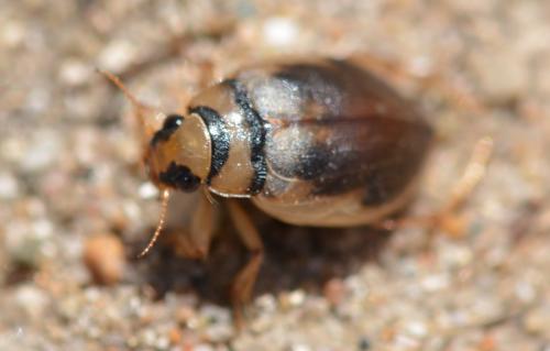 Hygrobia hermanni